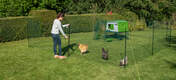 Chickens with Omlet chicken fencing with Omlet green Eglu Cube large chicken coop in background