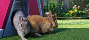 Placing a rabbit hutch in the outdoor rabbit enclosure will give your pet rabbits somewhere private to shelter