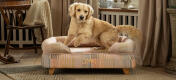 Retriever on raised bolster dog bed
