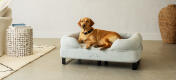 Retriever lying in smart and stylish dog bolster bed with black rail feet.