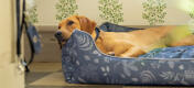 Retriever resting her head on the supportive Omlet net dog bed
