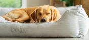 A retriever sleeping on large corduroy nest dog bed in grey corduroy pebble shade.