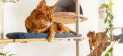 Two cats on floor to ceiling cat tree relaxing