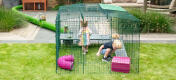 Two children playing with guinea pigs in the Zippi run