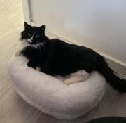 Rosa on Maya donut cat bed