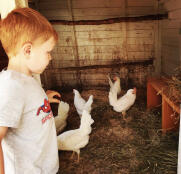 Child with chickens