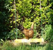 An orange and black polish chicken on a yellow chicken swing