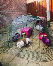 Purple Eglu Go rabbit hutch with run, Zippi shelter and rabbit