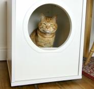 An orange cat sitting in his white little house