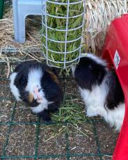 Guinea pigs investigating Omlet Caddi guinea pig treat holder
