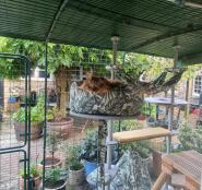 A cat restig in the cat nest bed, attached to the outdoor Freestyle cat tree.