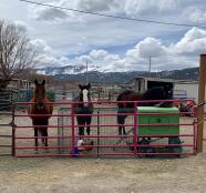 Three Amigos Standing Guard