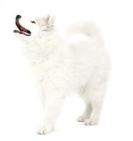 Samoyed