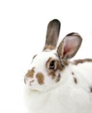 A small white bunny rabbit with brown spots