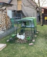 Our chickens feel comfortable in their coop.