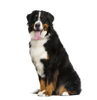 Bernese Mountain Dog