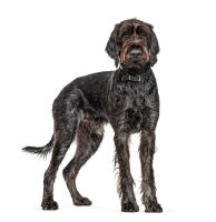 German Wirehaired Pointer