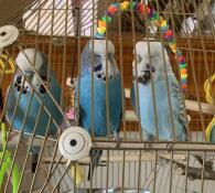 Birds sitting on the perch of their cage