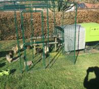 A large walk in run with lots of chickens stood inside attached to a green Eglu Cube