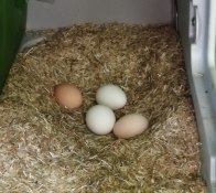 Four eggs inside a nesting box.