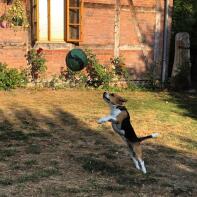 A black brown and white beagle in a garden jumping up high for a ball