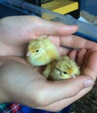 Some chicks hatched last year