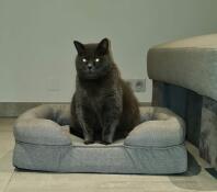 A black cat sat on a grey memory foam bolster bed
