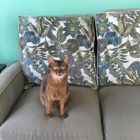 My Abyssinian girl