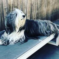 Bearded collie dog