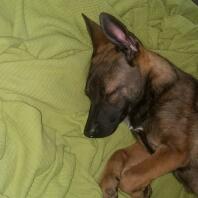 Malinois puppy sleeping 