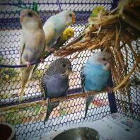 Beautiful birds