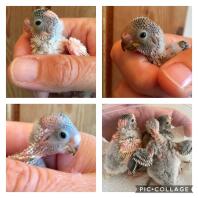 3 baby budgies, 2 weeks old!