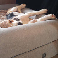 Dog sleeping in Omlet dog bed