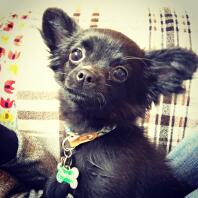 Black, long haired Chihuahua puppy.