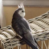 A parrot sat on the arm of a wicker chair