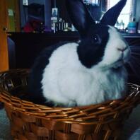 Black and white dutch bunny rabbit in a basket