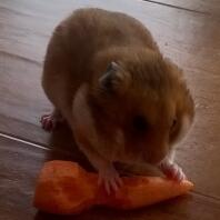 Syrian Hamster