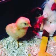 Chick