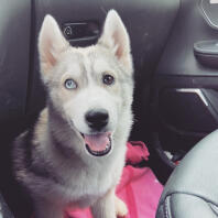 Husky in car