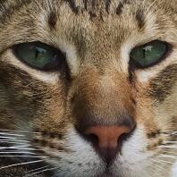 A close up image of a tabby cat with green eyes