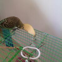 Birds walking over a bird cage.