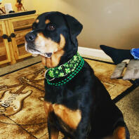A rottweiler dog sat in a living room with a green collar, named sasha
