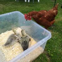 Meeting the chickens