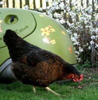 Chicken in front of green Eglu chicken coop in the garden