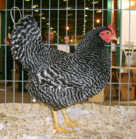 Scots grey chicken