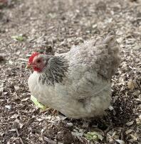 Pippa Silver Partridge Pekin