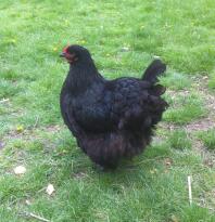 Jersey Giant Hen 