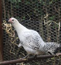 My brakel hen stripey on the omlet perch 