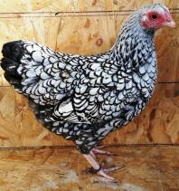 Silver Bantam Wybar female at Chartley Chucks