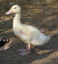 Duckling